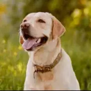 Dogs or Cats? - Dogs