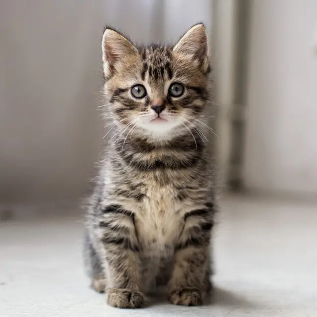 Dogs or Cats? - Cats